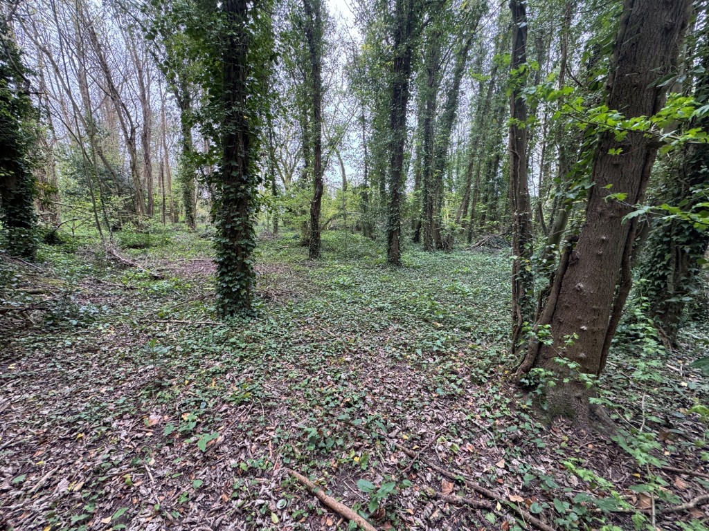 Lot: 7 - APPROX 1.7 ACRES WOODLAND - General view of woodland 2